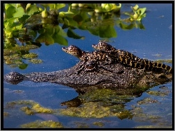 Małe, Krokodylki